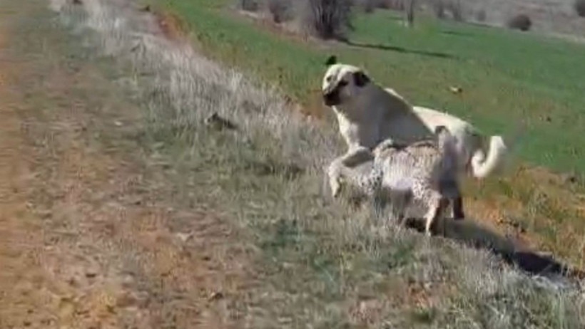 Vaşak doğal habitatına dönerken