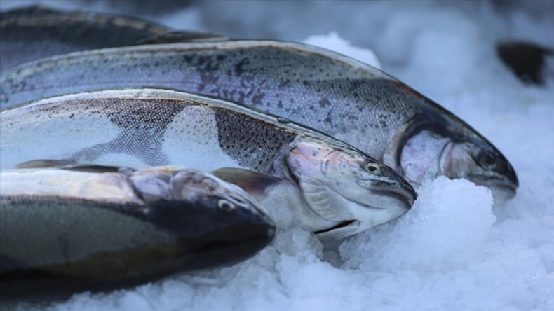 Bilimsel araştırma: Sudaki kokain balıkların davranışlarını etkiledi