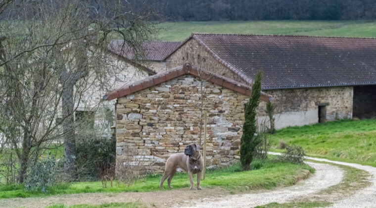 B&ouml;yle iş yok: K&ouml;pek bakacak kişiye hem ev hem 3.6 milyon TL verecekler