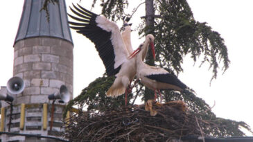 Bu k&ouml;yde leylekleri rahatsız etmek yasak