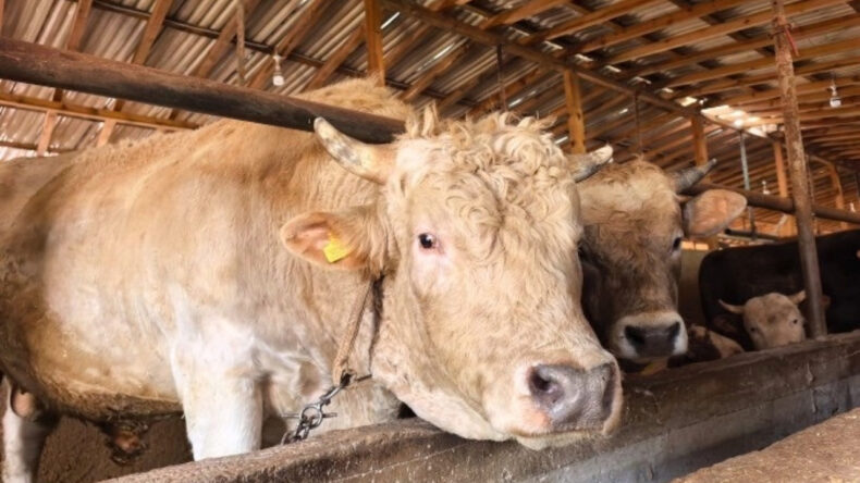 Bursa’da 1,1 Tonluk Kurbanlık Boğa ‘Paşa’ 500 Bin TL’ye Satışta