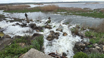 B&uuml;y&uuml;k&ccedil;ekmece G&ouml;l&uuml;&rsquo;nde Su &Ccedil;ekildi, Balıklar Kıyıda Kaldı