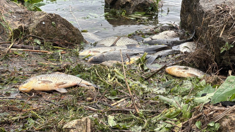 Amatör Balıkçılar Mahsur Kalan Balıkları Topluyor