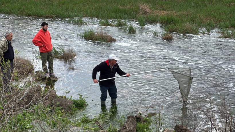 Büyükçekmece Gölü'nde Mahsur Kalan Balıklar