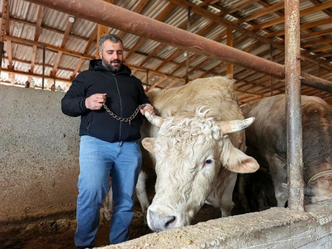 Kurbanlık boğa Paşa