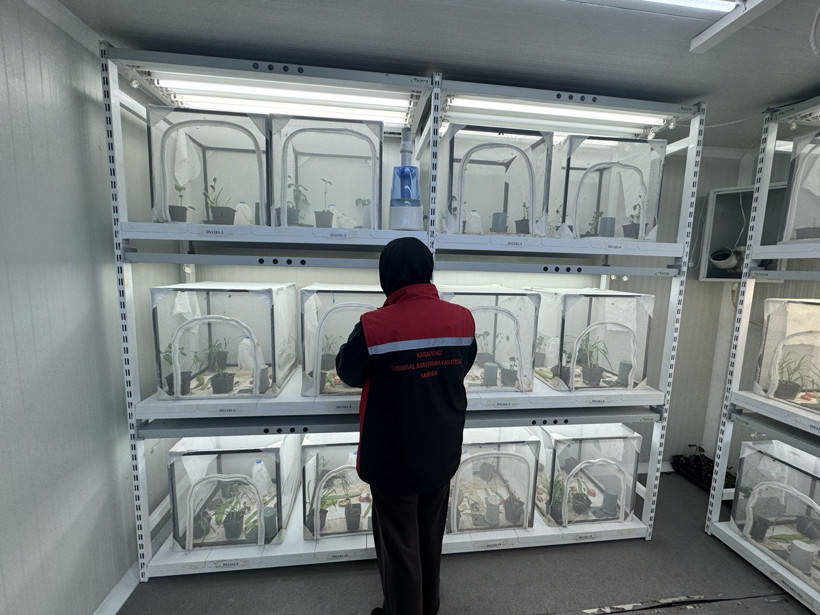 Samuray arısı üretimi