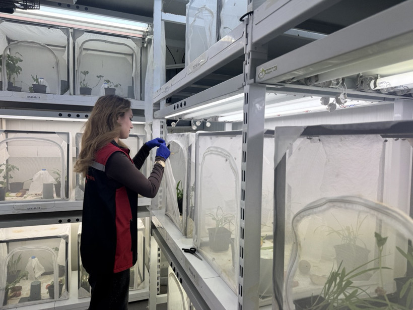 Kahverengi kokarca ile mücadelede kullanılan samuray arısı