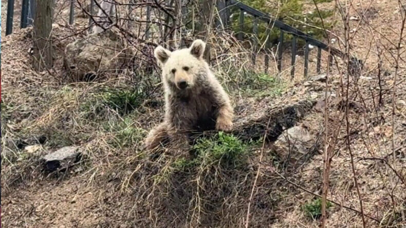 A&ccedil; kalan yavru ayıyı elleriyle beslediler