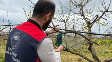 &Ccedil;anakkale&rsquo;de Kahverengi Kokarca İ&ccedil;in Tuzaklı Takip Başladı