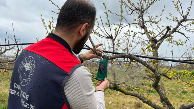 &Ccedil;anakkale&rsquo;de Kahverengi Kokarca İ&ccedil;in Tuzaklı Takip Başladı