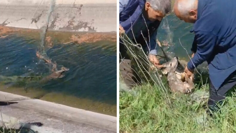 &Ccedil;aresiz Karacayı Vatandaşlar Kurtardı