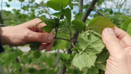 &Ccedil;ift&ccedil;iyi Don Değil, Kokarca Korkutuyor