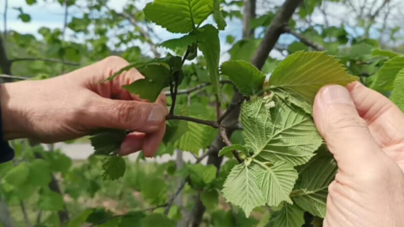 Çiftçiyi Don Değil, Kokarca Korkutuyor