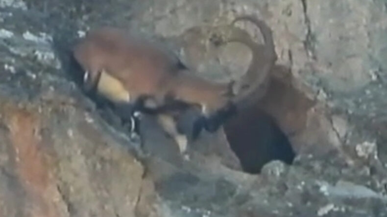 Dağ ke&ccedil;isi şaşkına &ccedil;evirdi! Dev boynuzlarıyla dar mağaraya b&ouml;yle girdi