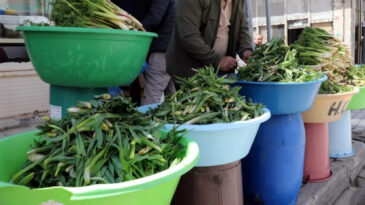 Dağda doğal olarak yetişiyor, toplayıp 500 liraya satıyorlar
