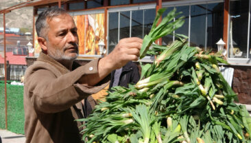 Dağdan Tezgaha: 100 Liradan Satışa &Ccedil;ıktı