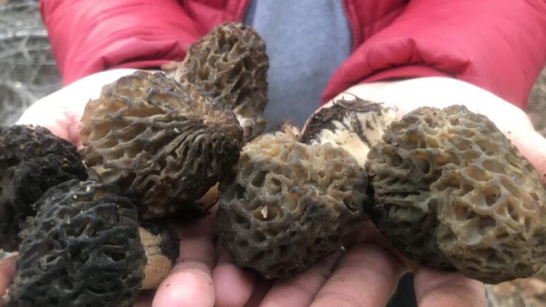 Dağlarda kendiliğinden &ccedil;ıkıyor: Toplayıp kilosunu bin 500&rsquo;e satıyorlar