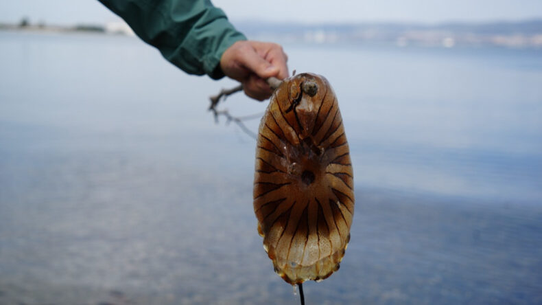 Denizde bu t&uuml;r&uuml; g&ouml;r&uuml;rseniz sakın yaklaşmayın, dokunmayın, tatlı suyla yıkamayın
