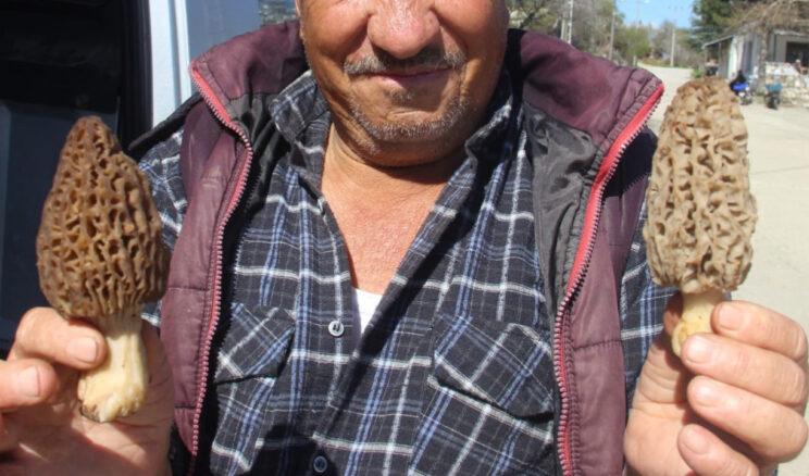 Doğada kendiliğinde yetişiyor: Toplayıp bin liraya satıyorlar