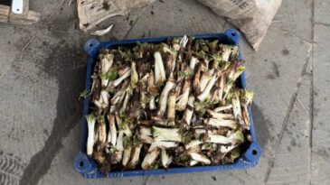 Doğada kendiliğinden yetişiyor: Kilosunu 250 liraya satıyorlar