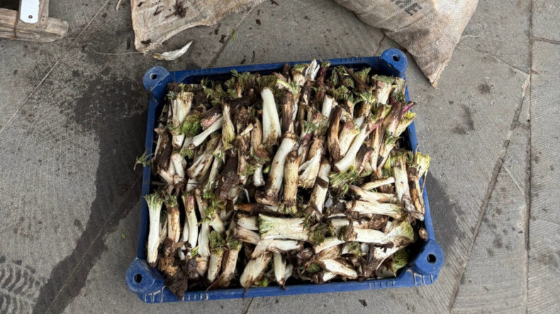 Doğada kendiliğinden yetişiyor: Kilosunu 250 liraya satıyorlar