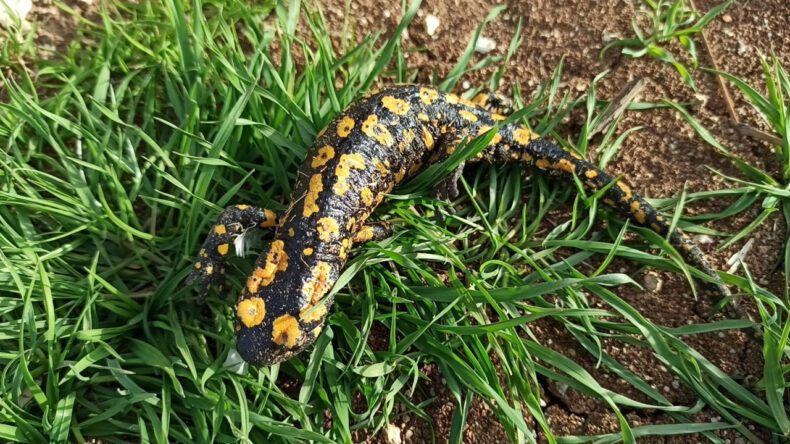 Doğanın gizli misafiri ortaya &ccedil;ıktı: Zarar vermenin cezası ağır