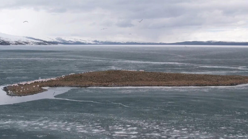 Doğu&rsquo;nun Saklı Cenneti Doldu Taştı: &Ccedil;ıldır G&ouml;l&uuml; Kuşlara Kaldı