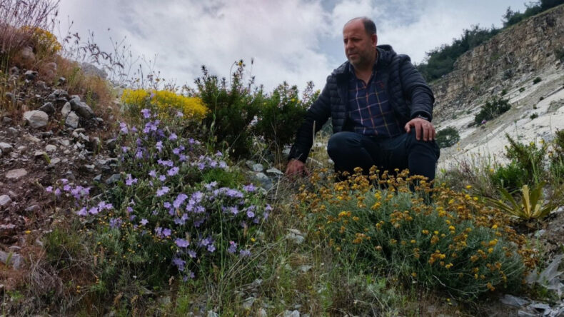 D&uuml;nyada sadece S&ouml;ke&rsquo;de yetişiyor: Yok olma tehlikesiyle karşı karşıya