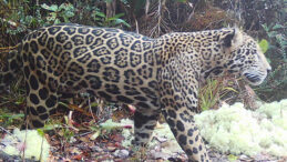 Efsane stat&uuml;s&uuml;ndeki "bulut jaguarı" yıllar sonra ilk kez g&ouml;r&uuml;nt&uuml;lendi