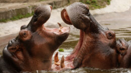 Escobar'ın Su Aygırları İtlaf Edilecek