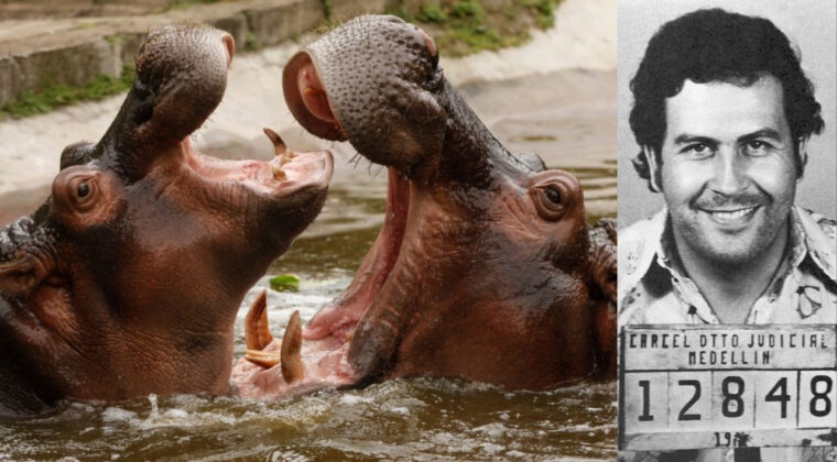 Escobar'ın su aygırlarına s&uuml;rpriz talip