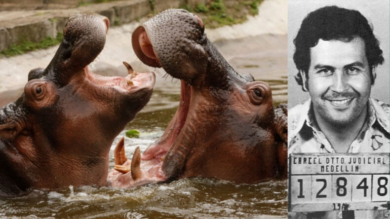 Escobar'ın su aygırlarına s&uuml;rpriz talip