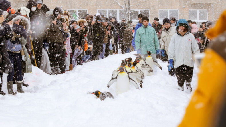 Eşinin cesedini hayvanat bah&ccedil;esinin fırınına attı