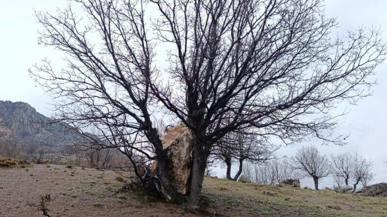 Felaketi Ağa&ccedil; &Ouml;nledi