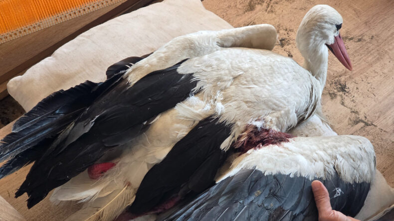 G&ouml;&ccedil; yolunda katliam: Onlar Yaren kadar şanslı değil…