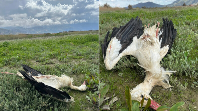 G&ouml;&ccedil; Yolundaki Leylekler T&uuml;fekle Vuruldu