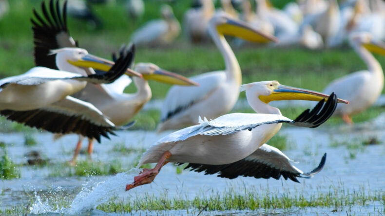G&ouml;&ccedil; yolundaki pelikanlar Boğazk&ouml;y Barajı&rsquo;nda g&ouml;r&uuml;nt&uuml;lendi