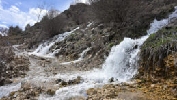 G&uuml;m&uuml;şhane&rsquo;de nadir doğa olayı: Aynı anda başlayıp aynı anda duruyorlar