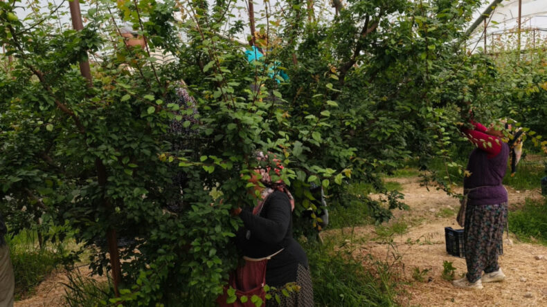 Hasat d&ouml;nemi başladı: Kilo fiyatı 10 bin liradan 200 liraya d&uuml;şt&uuml;