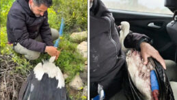 Hatay&rsquo;da g&ouml;&ccedil; yolundaki leylek vuruldu: Yaralı kuş tedavi altına alındı