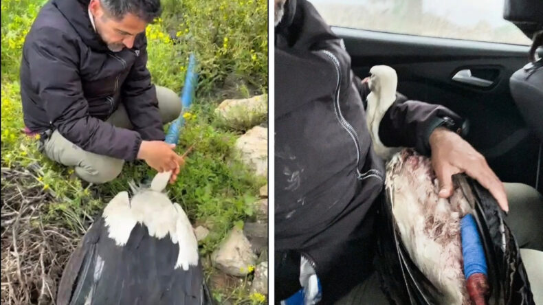 Hatay&rsquo;da g&ouml;&ccedil; yolundaki leylek vuruldu: Yaralı kuş tedavi altına alındı