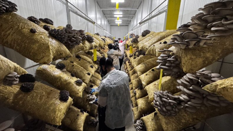 Hobi başladı, tesise d&ouml;n&uuml;şt&uuml;: Avukatken mantar &uuml;reticisi oldu