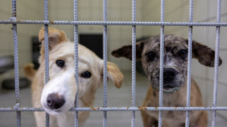 İstanbul Valiliği’nden belediyelere yazı: Sahipsiz köpekleri toplayın