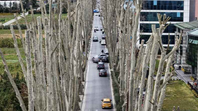 İstanbul&rsquo;un tarihi &ccedil;ınarlarına budama, tartışma başlattı