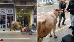 Ka&ccedil;an İnek &Ccedil;arşıyı Birbirine Kattı