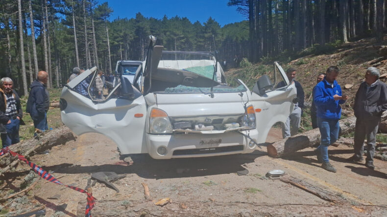 Kamyonetin &uuml;zerine ağa&ccedil; devrildi: &Ouml;l&uuml; ve yaralılar var