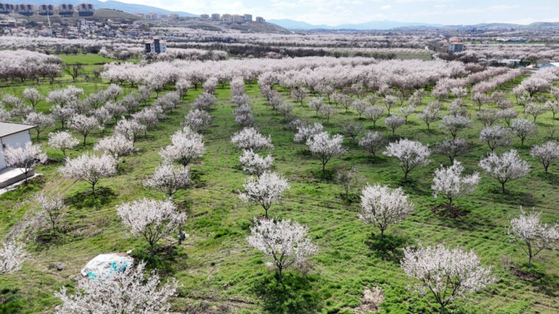 Kayısı İklim Riskiyle Karşı Karşıya