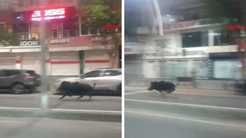 Kente inen yaban domuzu 3 kişiyi yaraladı