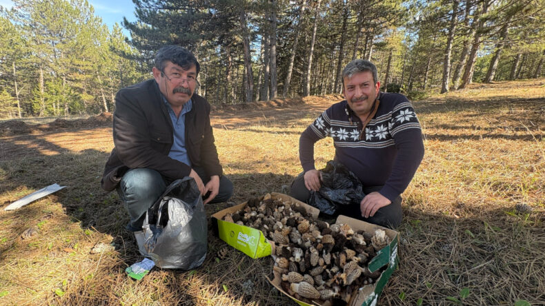 Kilosu bin liradan satılıyor, doğadan tezgaha ulaşıyor