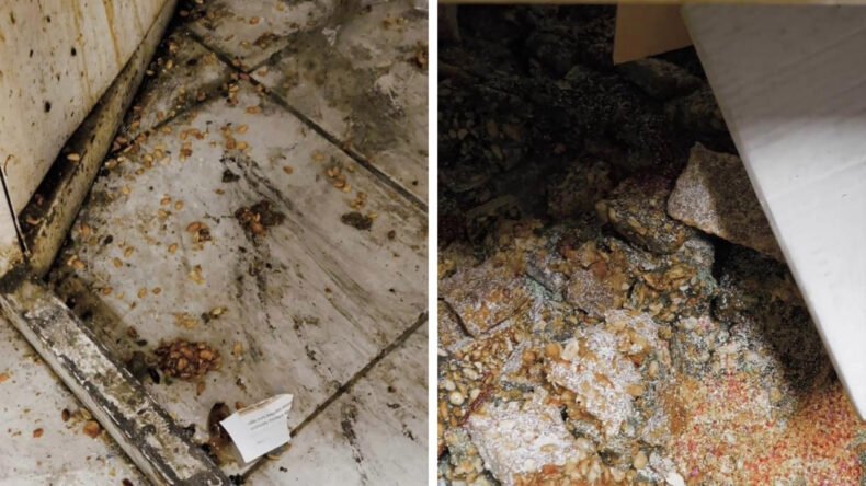 Kokuyu takip eden zabıta mide bulandıran g&ouml;r&uuml;nt&uuml;y&uuml; ortaya &ccedil;ıkardı